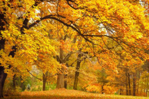 Actualité de la paie à l'automne 2020