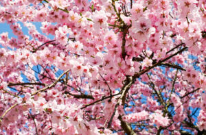 Newsletter de printemps Externa