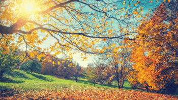 automne 2026